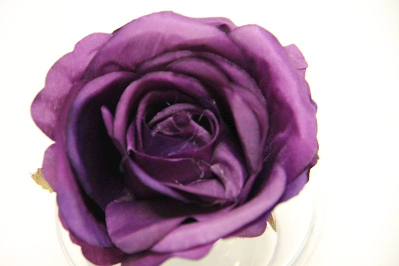 RÓŻA GŁÓWKA 8 CM PLUM