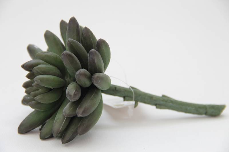 SUKULENT DARK GREEN