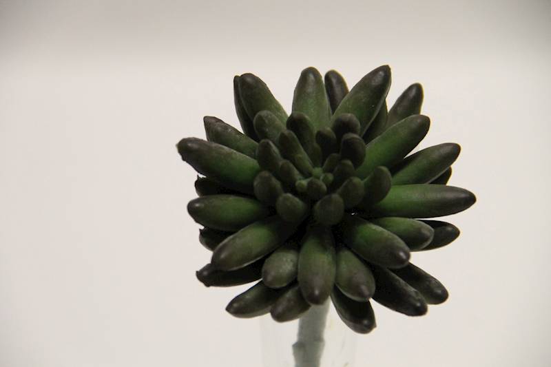 SUKULENT DARK GREEN