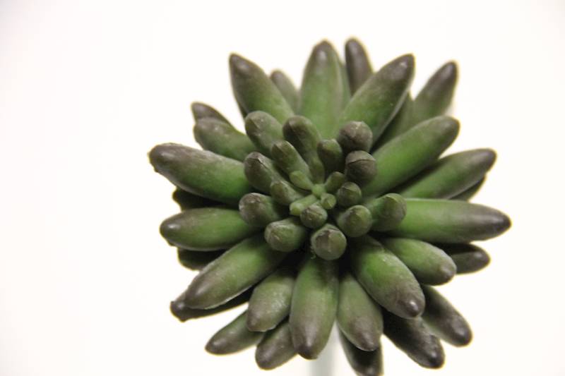 SUKULENT DARK GREEN