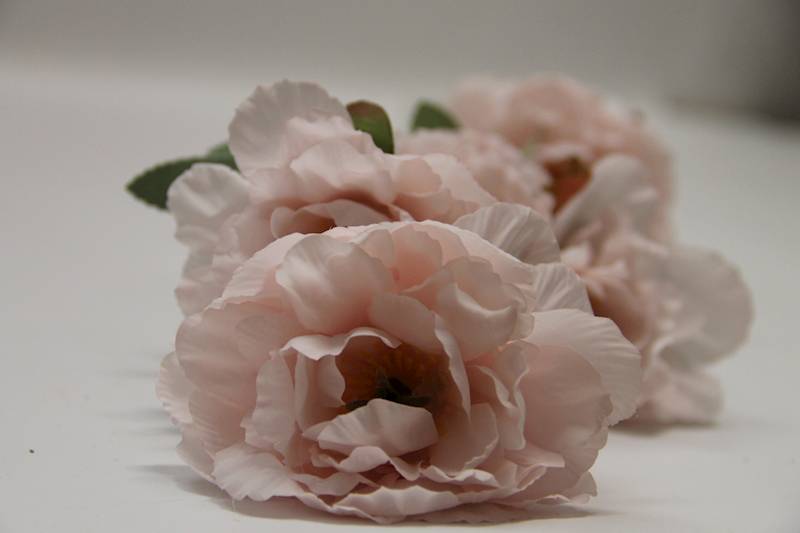 ANEMON • ': LT.PINK,