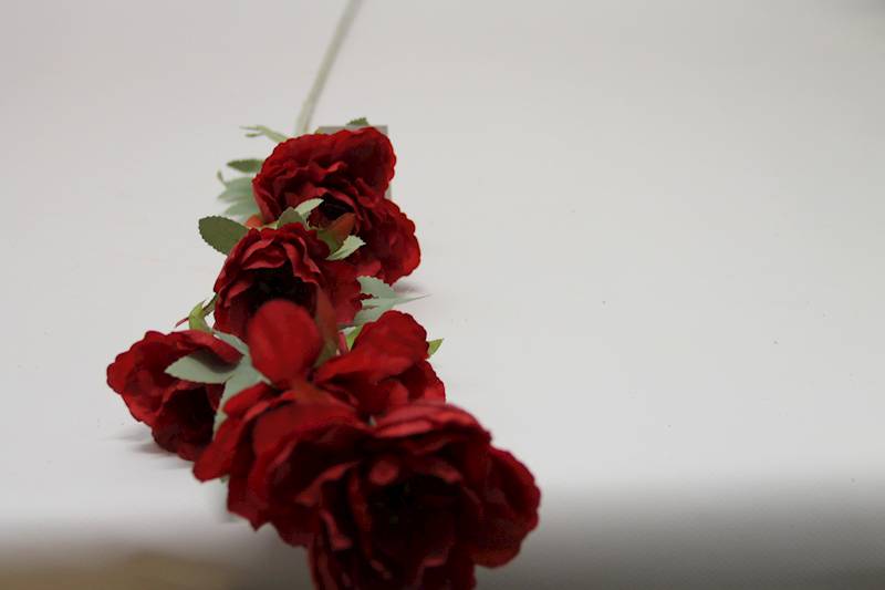 ANEMON • ': RED.