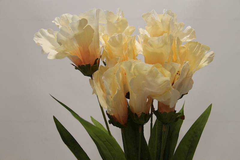 LILIA BUKIET 60 CM • ': PEACH.