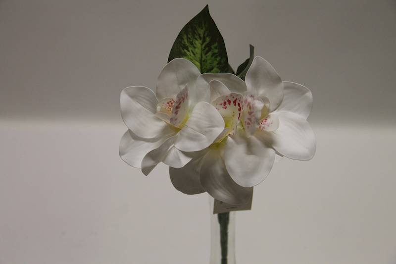 BUKIET CYMBIDIUM 3 KWIATY 32 CM • ': WHITE.