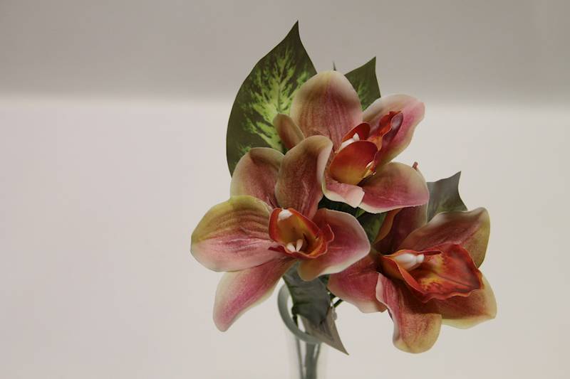 BUKIET CYMBIDIUM 3 KWIATY 32 CM • ': PINK/BEAUTY