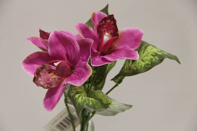 BUKIET CYMBIDIUM 3 KWIATY 32 CM • ': MAGENTA