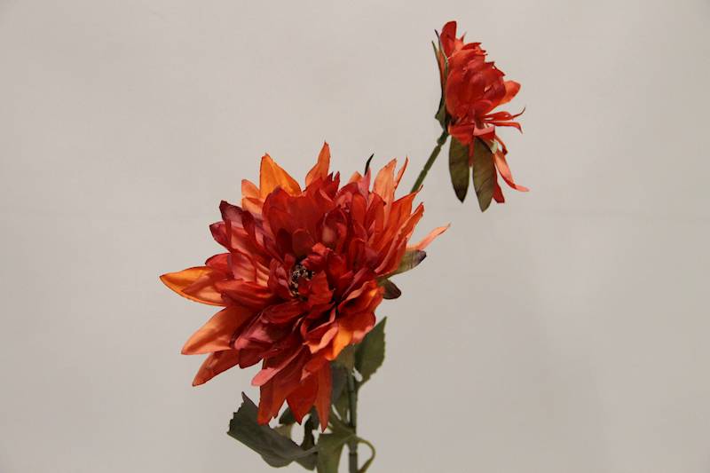 DALIA GAŁĄZKA X 2 • ': ORANGE.