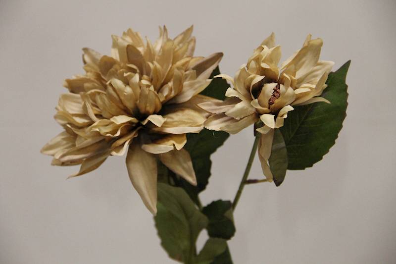 DALIA GAŁĄZKA X 2 • ': AUTUMN BEIGE