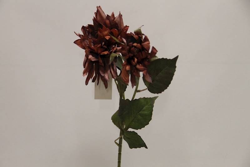 DALIA GAŁĄZKA X 2 • ': BROWN.