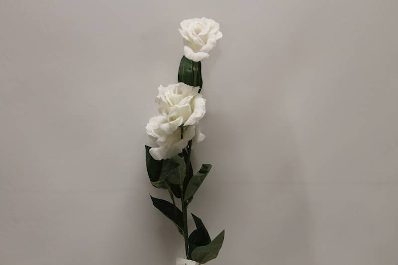 EUSTOMA GAŁĄZKA X 3 • ': WHITE.