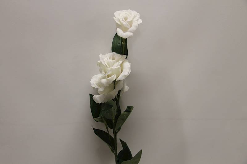 EUSTOMA GAŁĄZKA X 3 • ': WHITE.