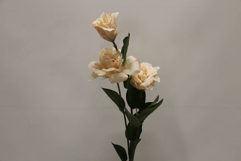 EUSTOMA GAŁĄZKA X 3 • ': CREAM.