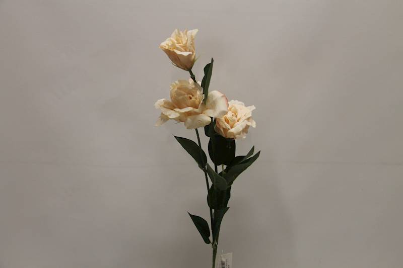 EUSTOMA GAŁĄZKA X 3 • ': CREAM.