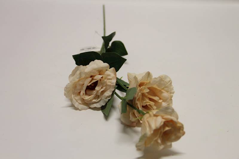 EUSTOMA GAŁĄZKA X 3 • ': CREAM.