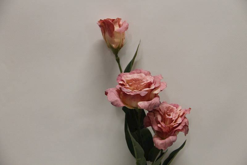 EUSTOMA GAŁĄZKA X 3 • ': AUTUMN LEIGHT PINK