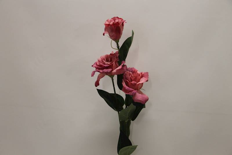 EUSTOMA GAŁĄZKA X 3 • ': #1 PINK