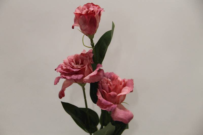 EUSTOMA GAŁĄZKA X 3 • ': #1 PINK