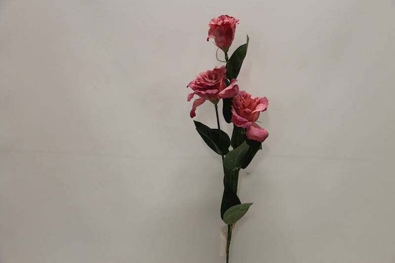 EUSTOMA GAŁĄZKA X 3 • ': #1 PINK