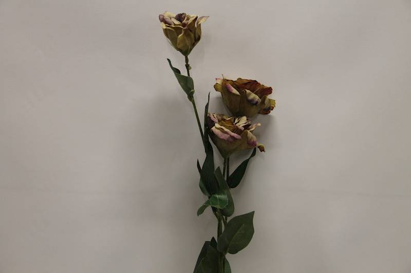EUSTOMA GAŁĄZKA X 3 • ': GREEN MORO