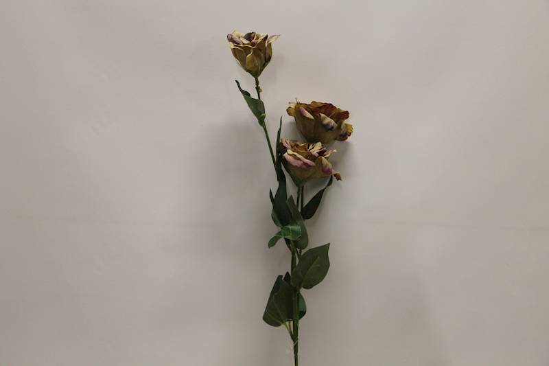 EUSTOMA GAŁĄZKA X 3 • ': GREEN MORO
