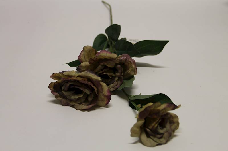 EUSTOMA GAŁĄZKA X 3 • ': GREEN MORO