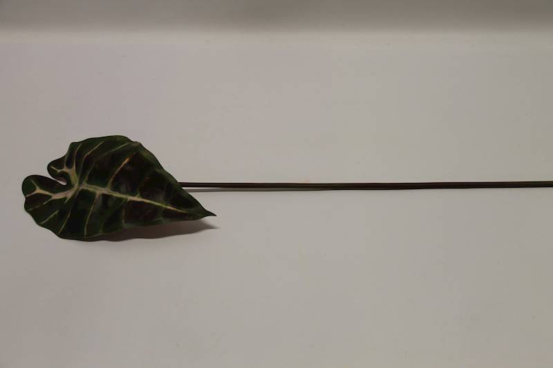 LIŚĆ ALOKAZJA CIEMNOZIELONY 60 CM