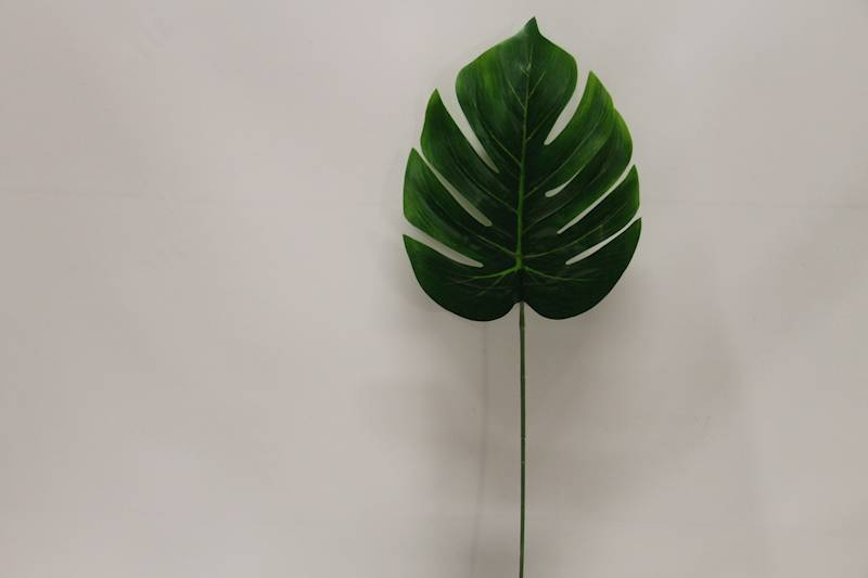 LIŚĆ MONSTERA DŁUGI