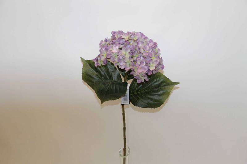 HORTENSJA GAŁĄZKA AUTUMN VIOLET