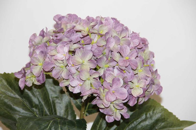 HORTENSJA GAŁĄZKA AUTUMN VIOLET