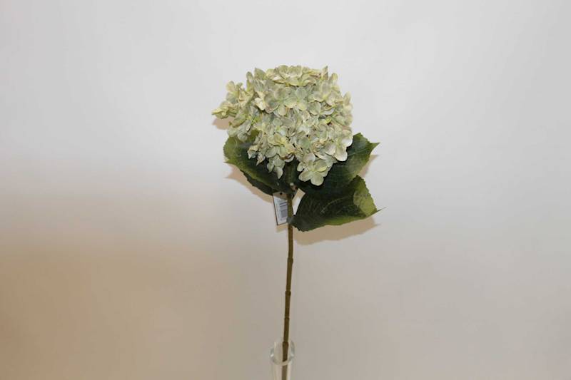 HORTENSJA GAŁĄZKA AUTUMN GREEN