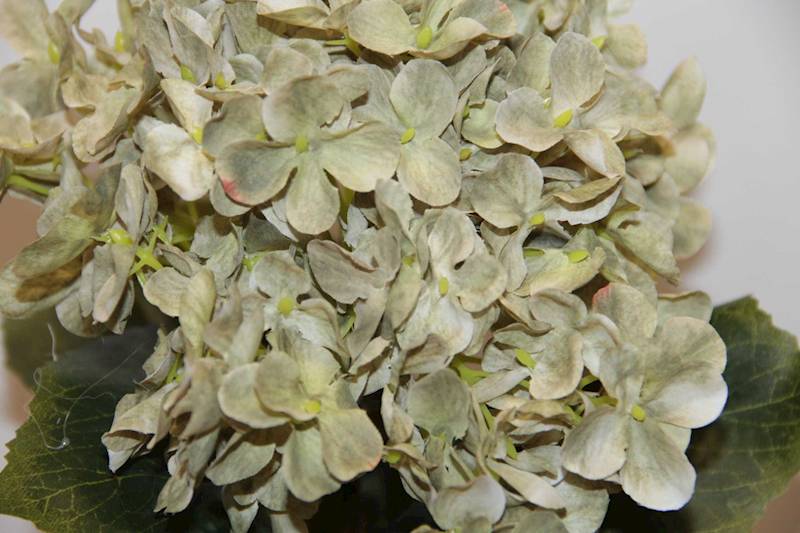 HORTENSJA GAŁĄZKA AUTUMN GREEN