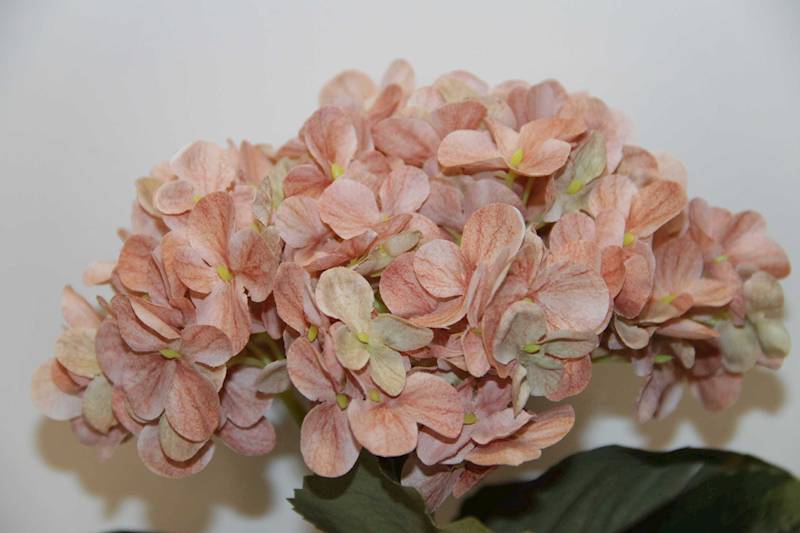 HORTENSJA GAŁĄZKA AUTUMN PINK