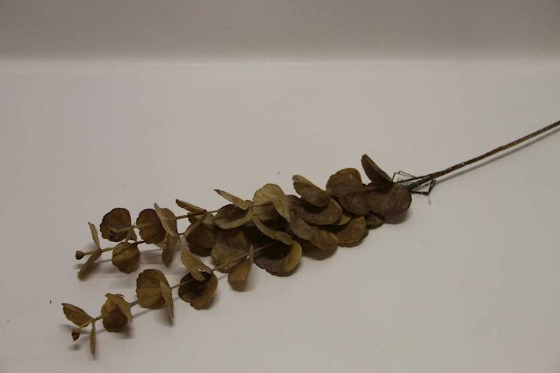 EUKALIPTUS GAŁĄZKA BEIGE