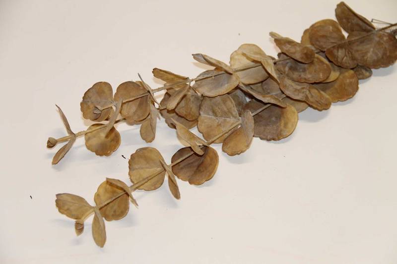 EUKALIPTUS GAŁĄZKA BEIGE