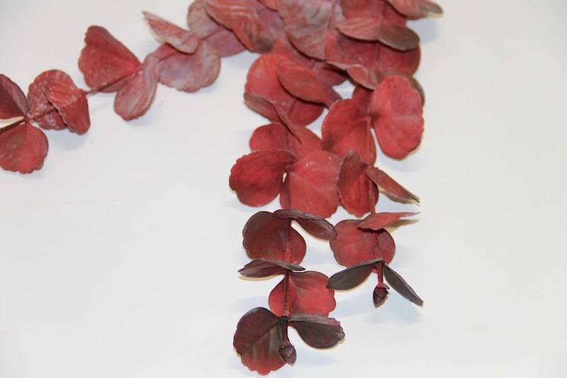 EUKALIPTUS GAŁĄZKA X 3 BURGUND