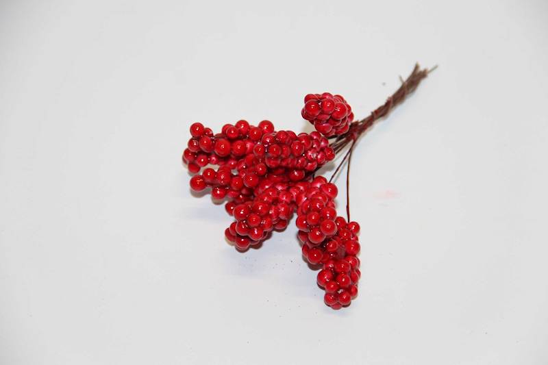 JARZĘBINA WIĄZKA 12 SZT.