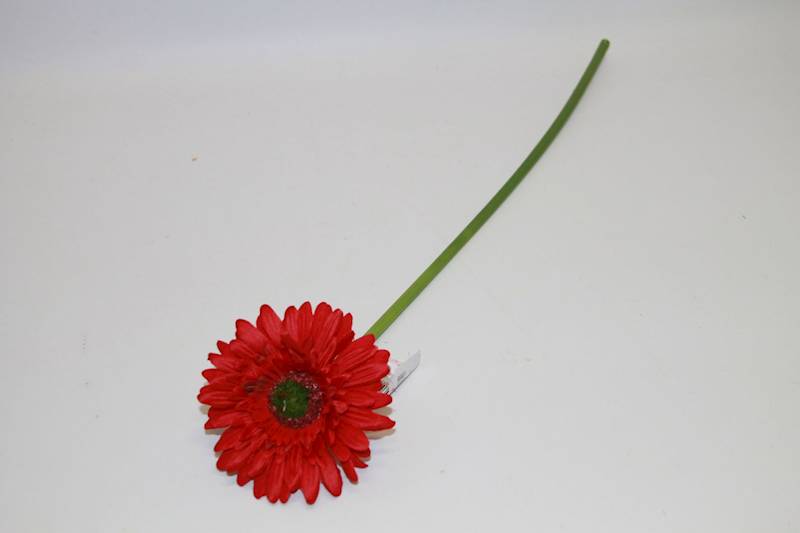 GERBERA POJ. • ,;: RED