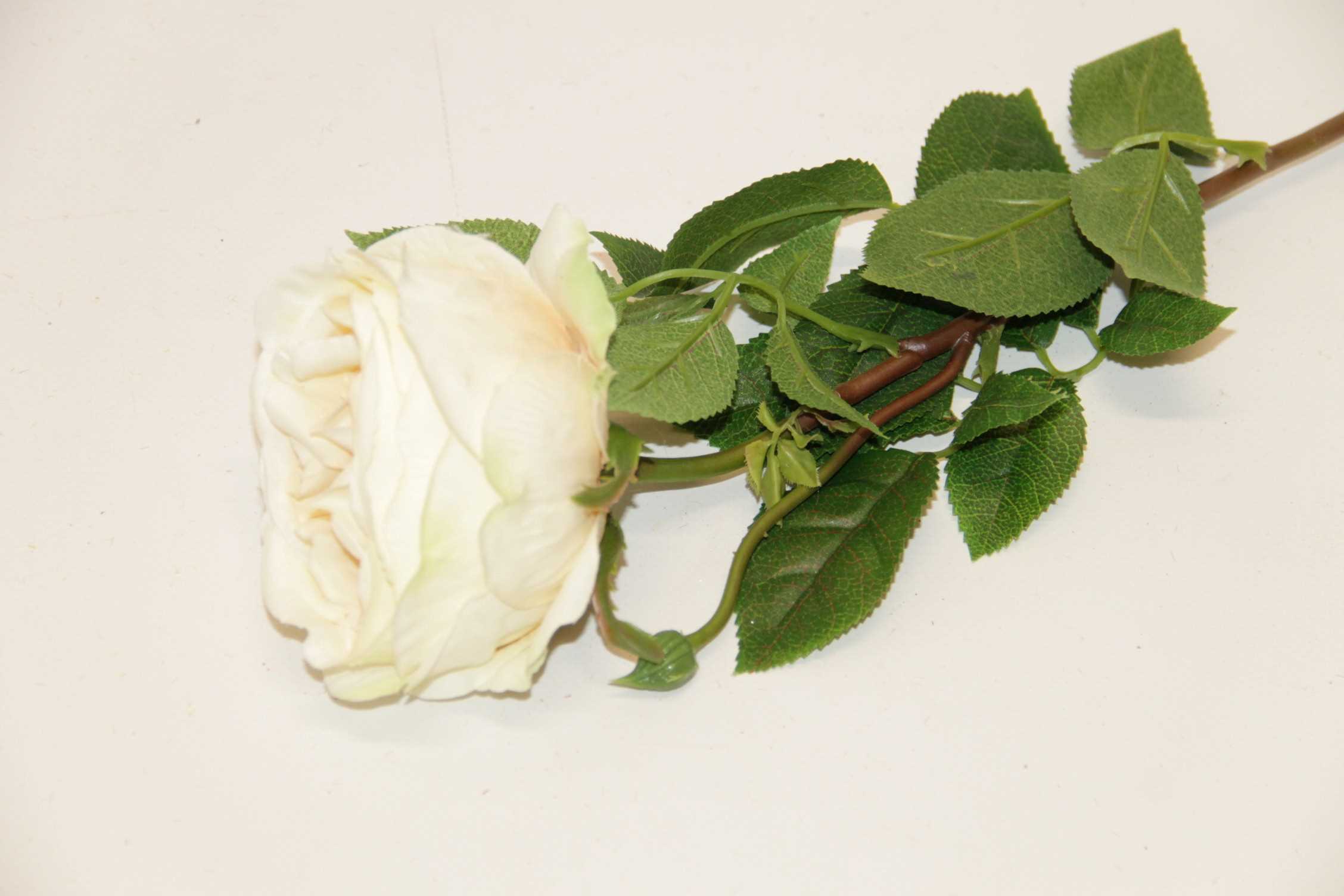 RÓŻA GAŁĄZKA • ': REAL PEACH 3065