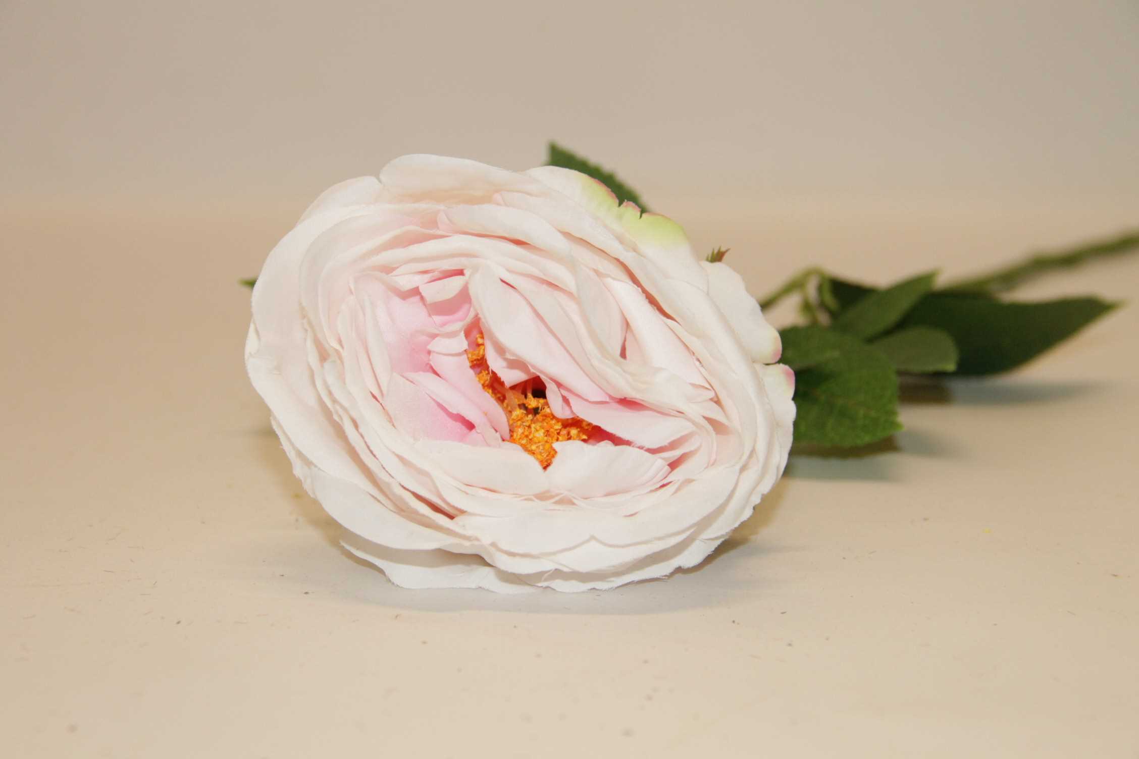 RÓŻA GAŁĄZKA • ': lT.PINK