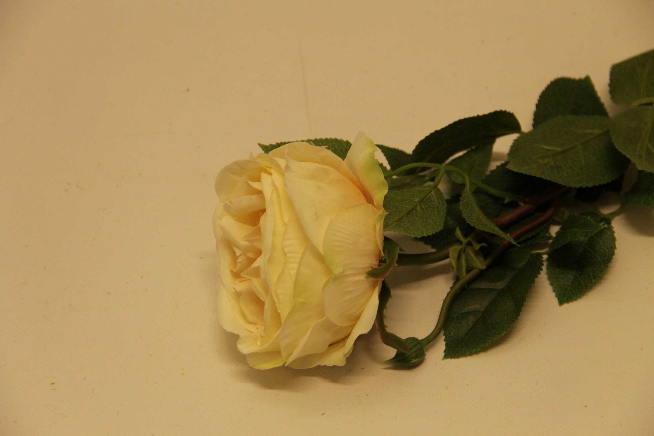 RÓŻA GAŁĄZKA • ': YELLOW.