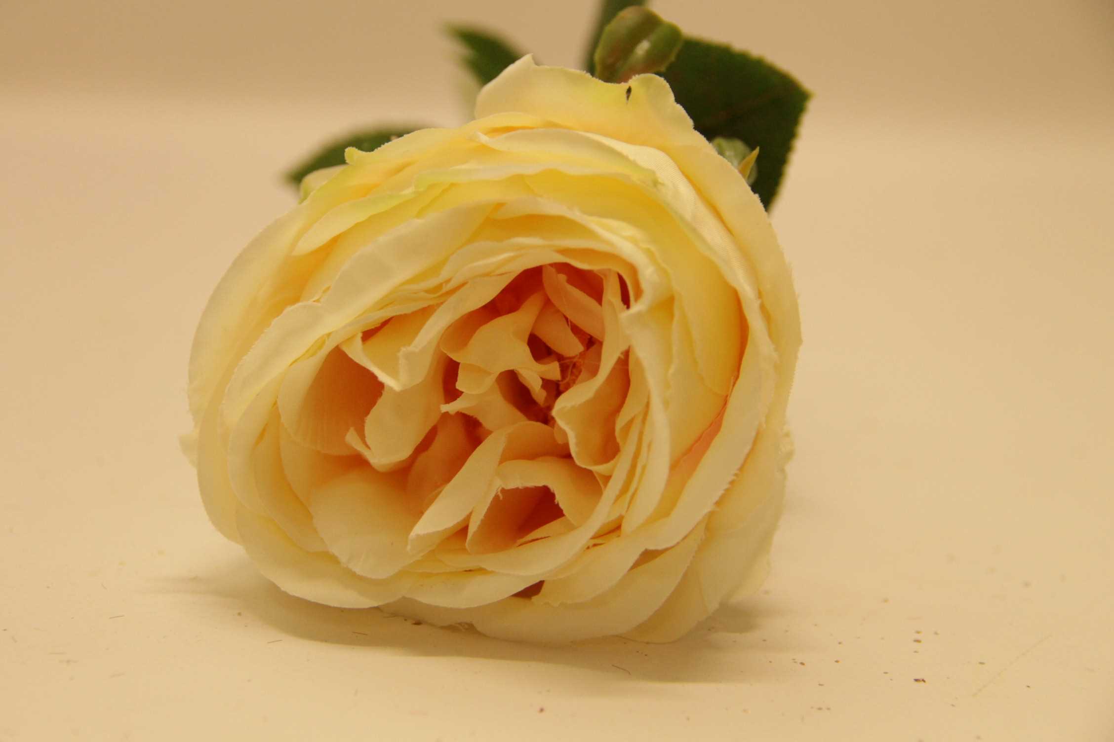 RÓŻA GAŁĄZKA • ': YELLOW.