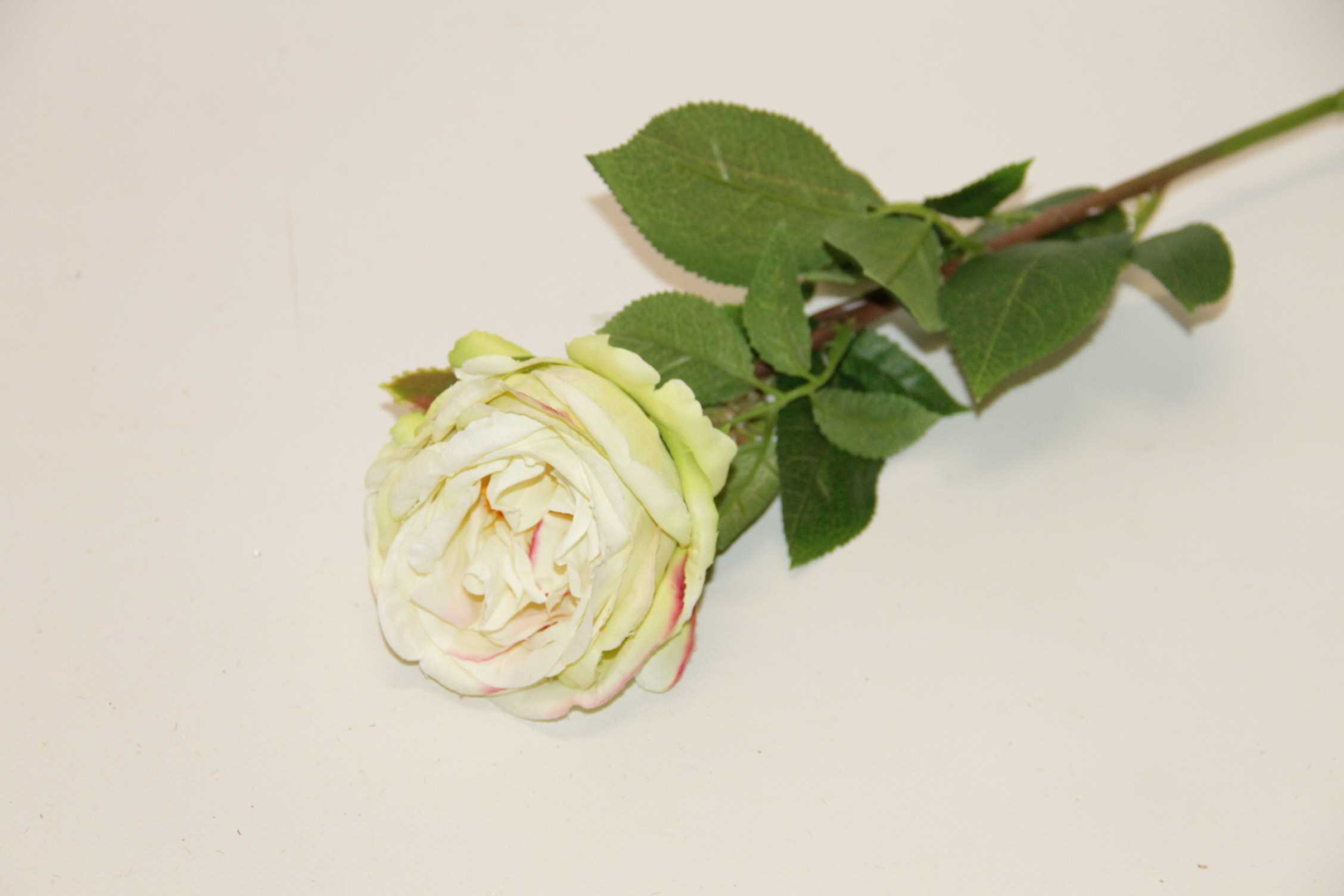 RÓŻA GAŁĄZKA • ': CREAM/LT.GREEN