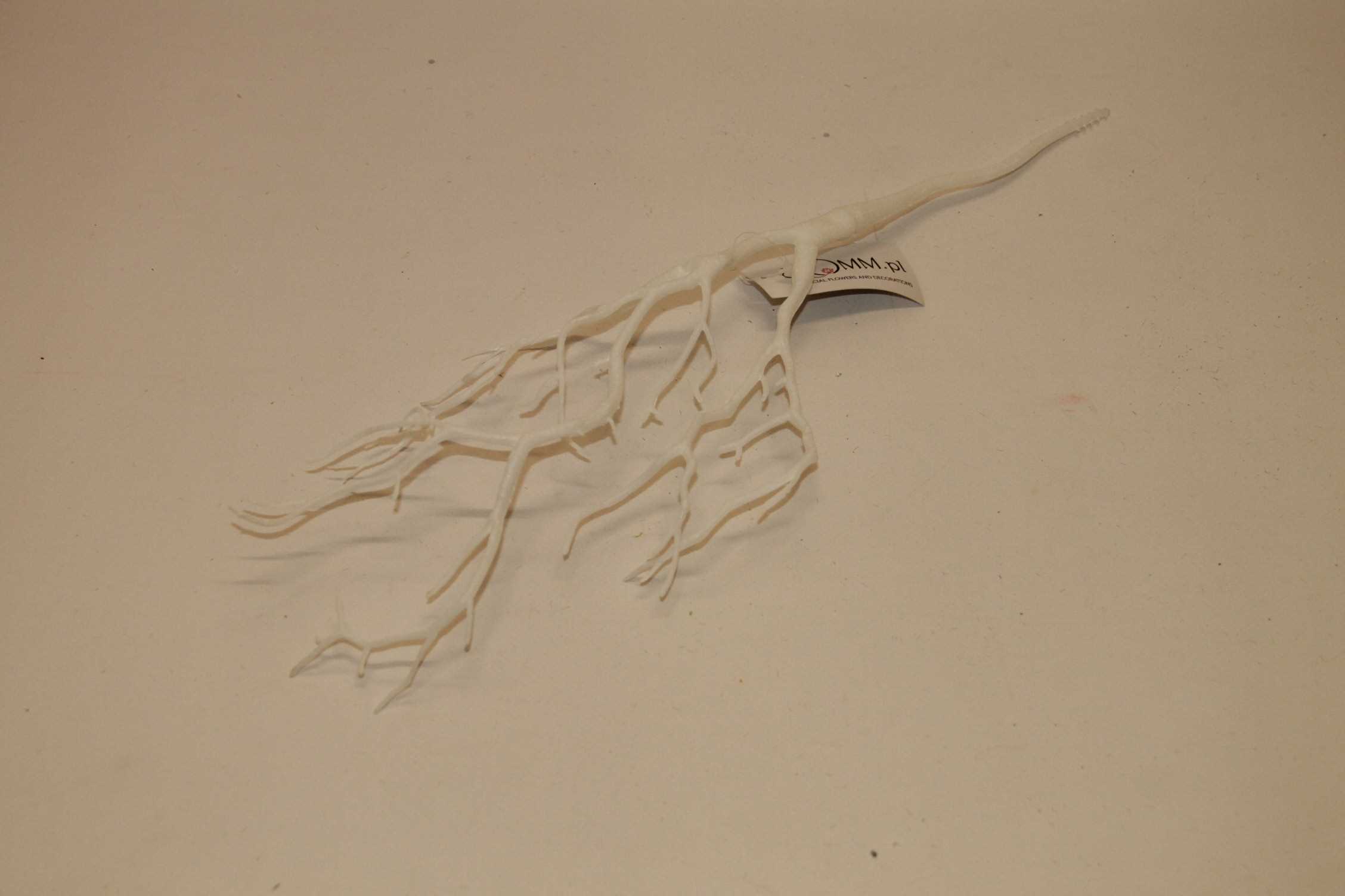 KORZENIE BIAŁE 44 CM