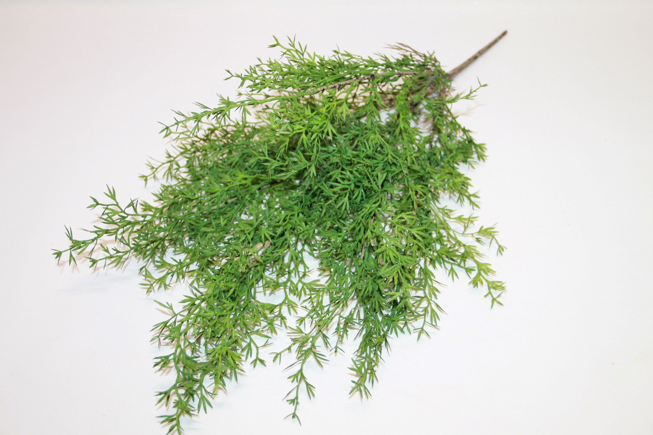 ASPARAGUS GAŁĄZKA X 6