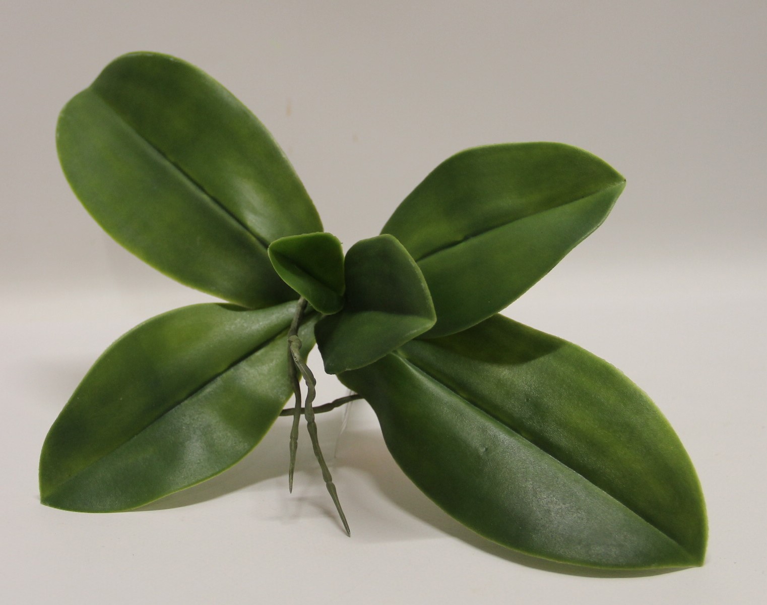 LIŚĆ STORCZYKA ŚREDNI