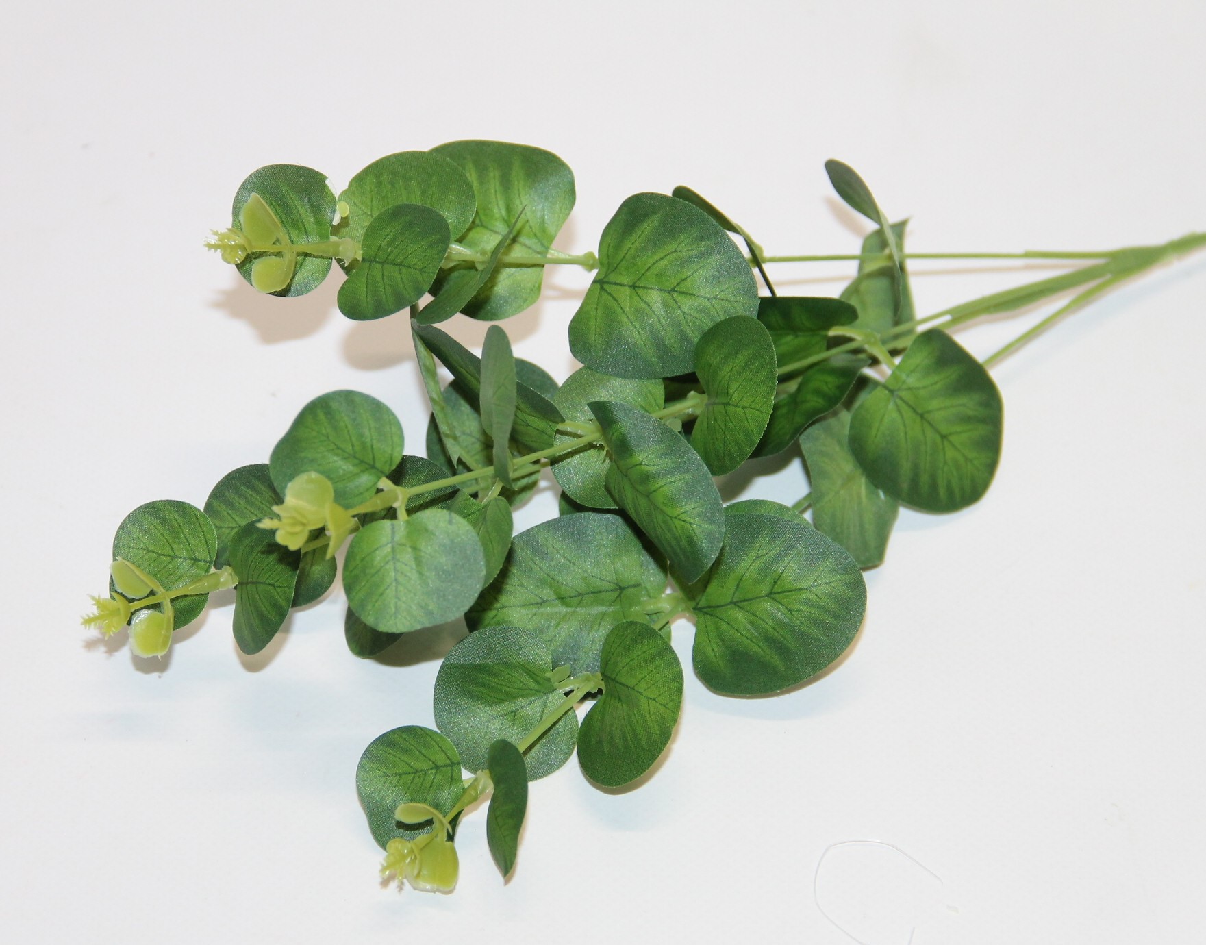 EUKALIPTUS GAŁĄZKA