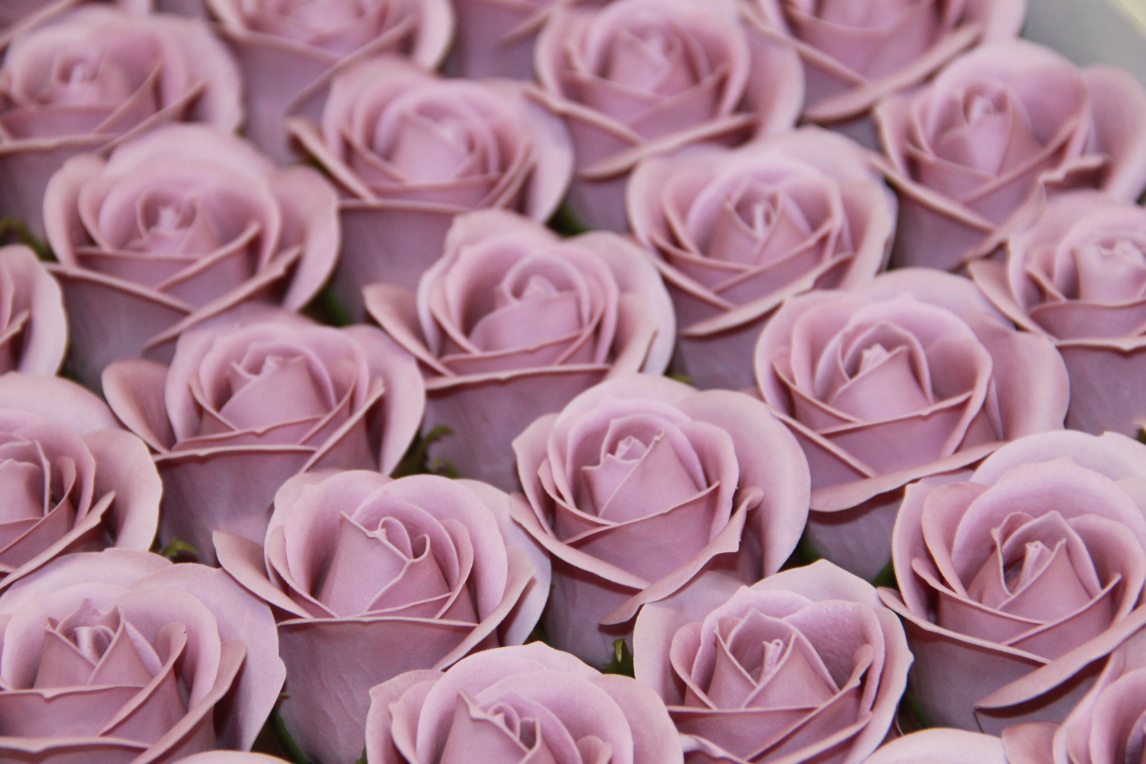 RÓŻA MYDLANA MAŁA 50 SZT. • ': CARMINE PINK