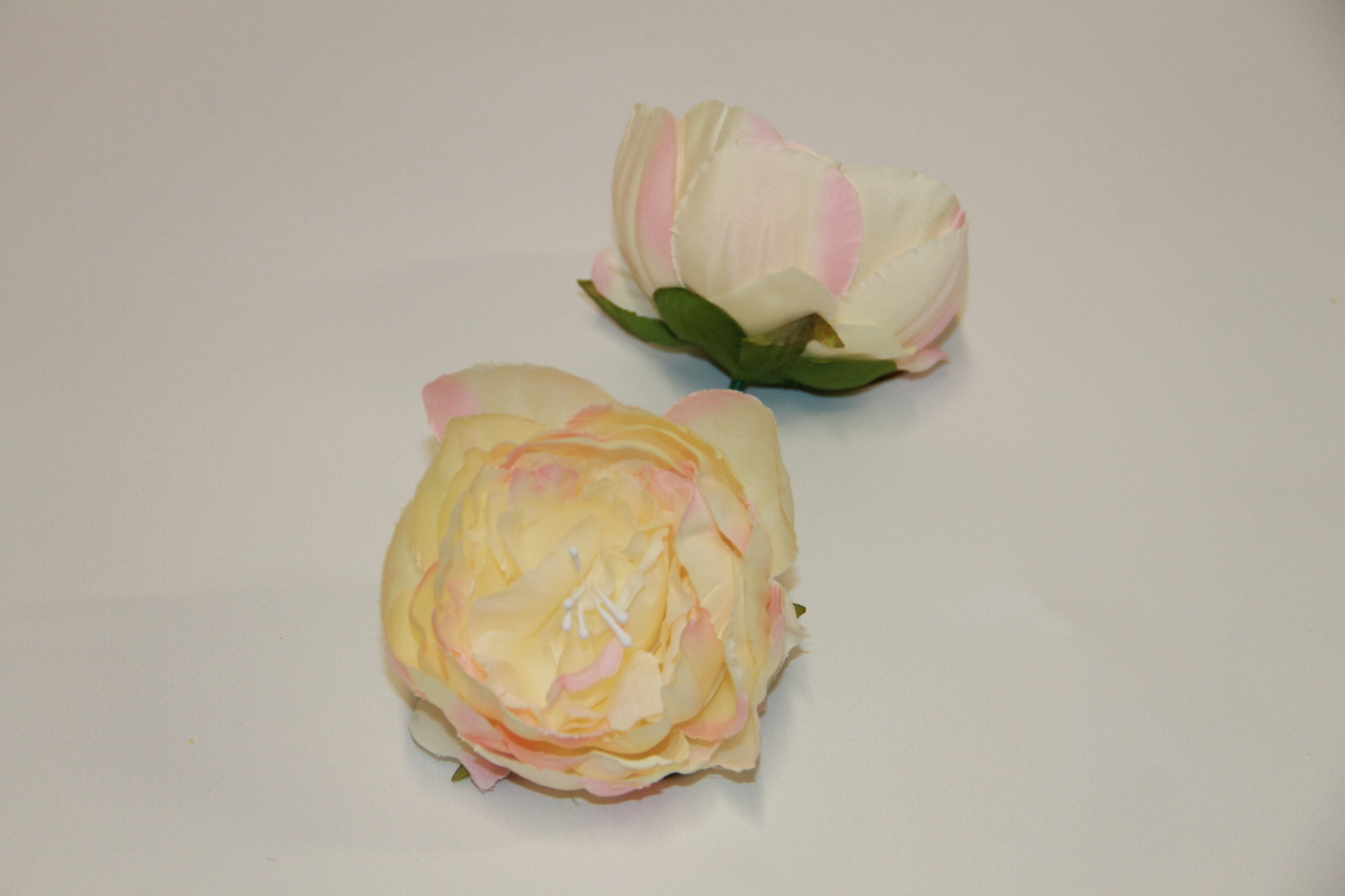 PIWONIA WYROBOWA • ': ECRU/LT.PINK