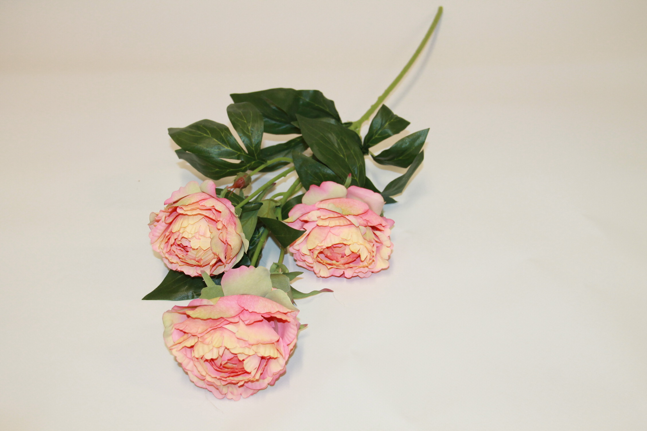 PEONIA GAŁĄzKA 3 KWIATY+2 PĄKI • ,;: #112 SALMON EDGE ORANGE