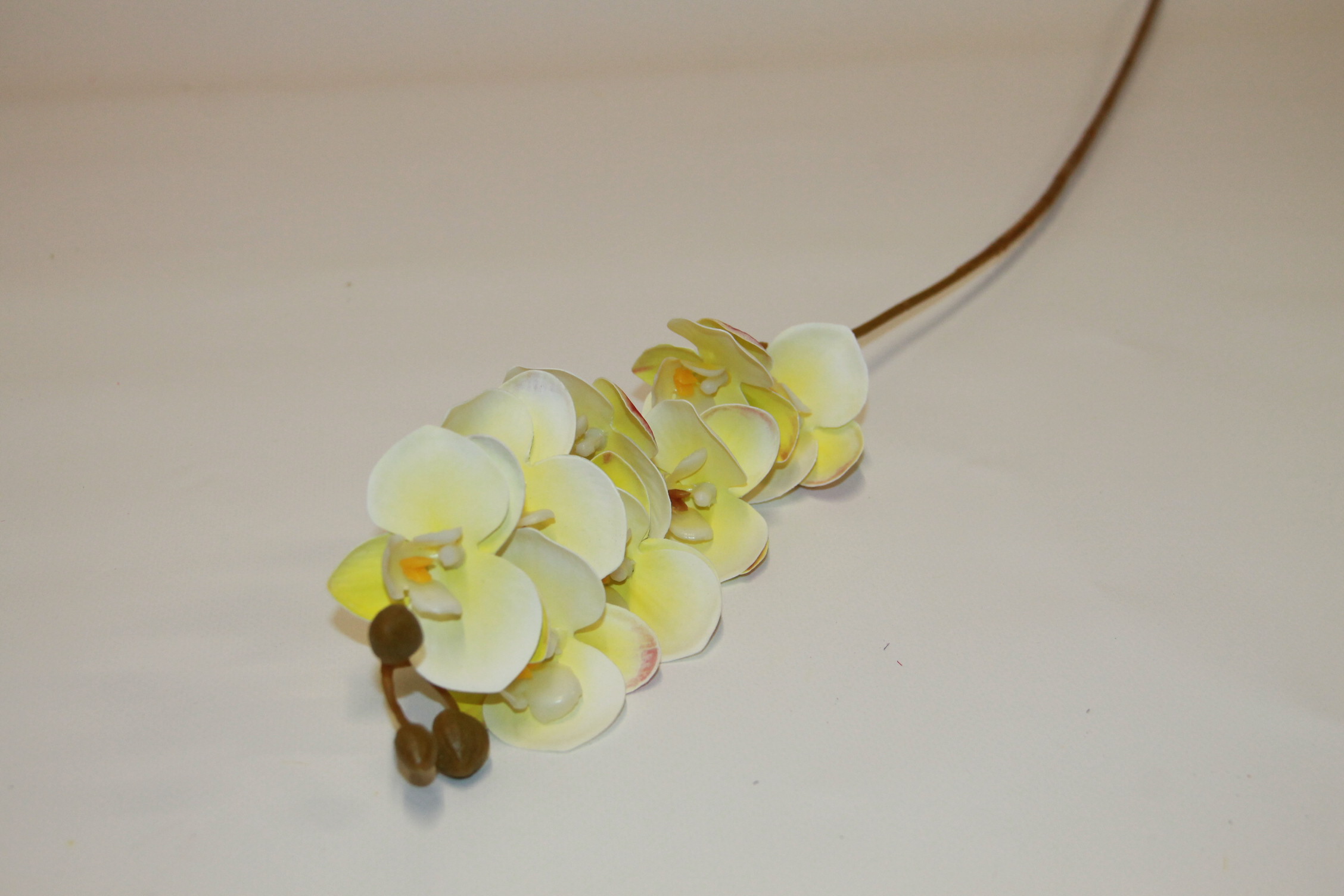 STORCZYK DROBNY CYTRYNOWY